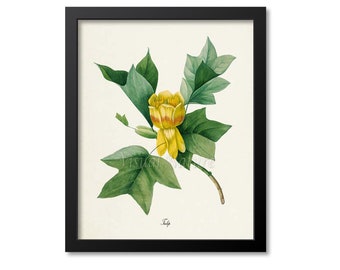 Tulip Flower Art Print, Botanical Art Print, Flower Wall Art, Flower Print, Floral Print, Redoute Art, yellow, green