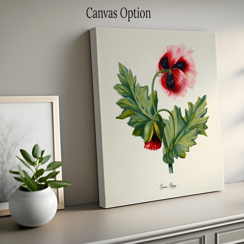Opium Poppy Flower Art Print, Botanical Art Print, Flower Wall Art, Flower Print, Red Flower Art Print, Home Decor image 4