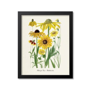 Black-eyed Susan Flower Art Print, Botanical Art Print, Flower Gallery Wall Art, Yellow Flower Print, Vintage Floral Print, Rudbeckia hirta