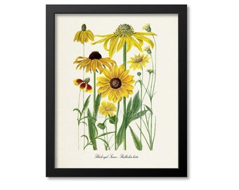 Black-eyed Susan Flower Art Print, Botanical Art Print, Flower Gallery Wall Art, Yellow Flower Print, Vintage Floral Print, Rudbeckia hirta