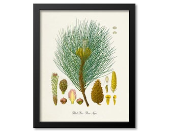 Black Pine Botanical Print, Pine Tree Botanical Art Print, Pine Tree Wall Art, Pine Cone Decor, Pinus Nigra