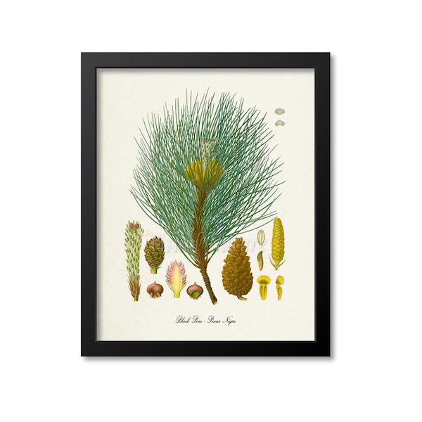 Black Pine Botanical Print, Pine Tree Botanical Art Print, Pine Tree Wall Art, Pine Cone Decor, Pinus Nigra