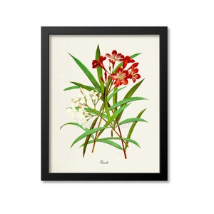 May include: A vintage botanical illustration of a white and red oleander flower with green leaves. The illustration is labeled "Oleander".