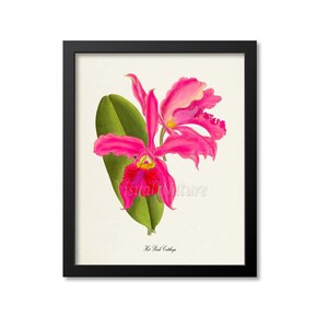 Hot Pink Cattleya Flower Art Print, Botanical Art Print, Flower Wall Art, Orchid Flower Print, Floral Print, Home Decor, pink