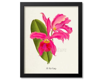 Hot Pink Cattleya Flower Art Print, Botanical Art Print, Flower Wall Art, Orchid Flower Print, Floral Print, Home Decor, pink