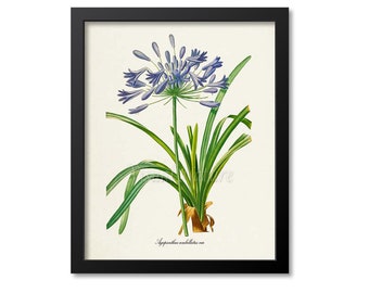 Lily of the Nile Flower Art Print, African Lily Botanical Art Print, Flower Wall Art Print, Floral, Redoute, purple, Agapanthus umbellatus
