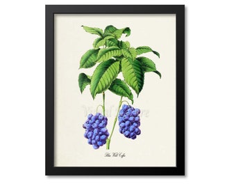 Blue Wild Coffee Botanical Print, Blue Wild Coffee Art Print, Fruit Art, Fruit Print, Kitchen Art, Garden, Blue Wild Coffee Fruit Print