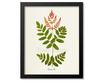 Osmunda Fern Art Print, Botanical Art Print, Fern Wall Art, Fern Print, Botanical Print, Home Decor, green art print