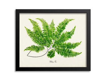 Walking Fern Art Print, Botanical Art Print, Fern Wall Art, Fern Print, Botanical Print, Home Decor, green art print