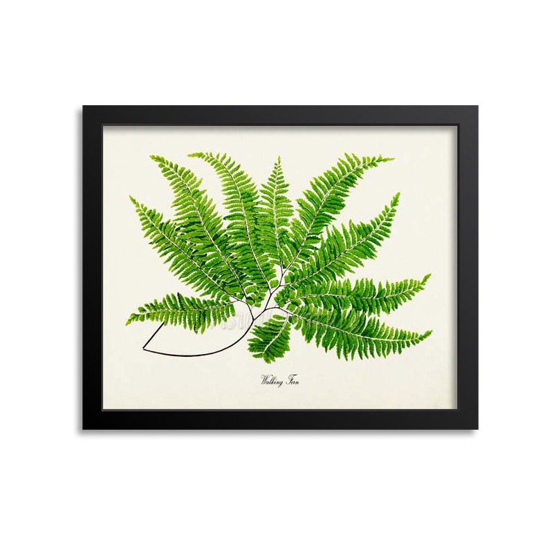 Walking Fern Art Print Botanical Art Print Fern Wall Art Etsy