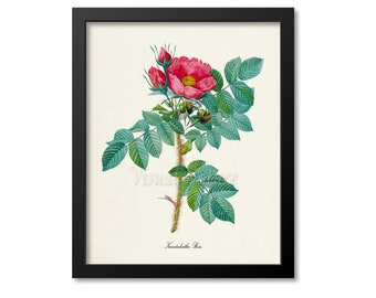 Kamtschatka Rose Flower Art Print, Botanical Art Print, Flower Wall Art, Flower Print, Floral Print, Red Rose Art Print, Home Decor