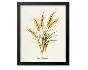 Barley Botanical Print, Barley Botanical Art Print, Barley Wall Art, Barley Decor, Farmer Gift, Farm Wall Art, Brewery Art, Hordeum vulgare