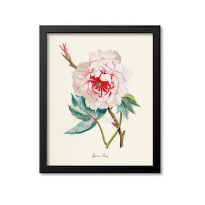 Japanese Peony Flower Art Print, Botanical Art Print, Flower Wall Art, Flower Print, Floral Print, red, white