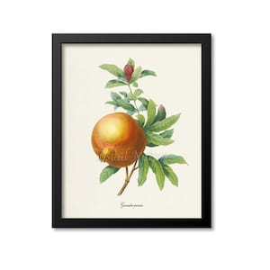 Pomegranate Botanical Print, Pomegranate Art Print, Fruit Art, Fruit Print, Kitchen Art, Garden, Redoute Art, Home Decor, Grenadier Punica