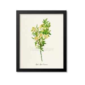 Myrtle Botanical Print, Myrtle Botanical Art Print, Myrtle Wall Art, Myrtle Decor, Myrtus Communis