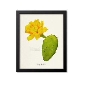 Puede incluir: Una ilustración botánica vintage de un cactus de chumbera con una flor amarilla. La ilustración está enmarcada en negro y tiene el texto "Prickly Pear Cactus" y "Visual Nature" impreso debajo de la imagen.