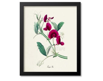Tangier Pea Flower Art Print, Botanical Art Print, Flower Wall Art, Flower Print, Floral Print, Tangier Pea Art Print