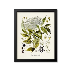 Elder Botanical Print, Elder Botanical Art Print, Elder Wall Art, Elder Decor, Elderberry, Sambucus Nigra