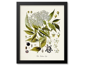 Elder Botanical Print, Elder Botanical Art Print, Elder Wall Art, Elder Decor, Elderberry, Sambucus Nigra
