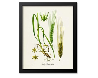 Impression botanique orge, impression d'art botanique orge, art mural orge, décor orge, cadeau paysan, art mural ferme, art de la brasserie, Hordeum vulgare