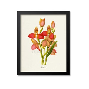 Disa Orchid Flower Art Print,  Orchid Botanical Art Print, Flower Wall Art, Flower Print,Floral Print,red pink orchid art print