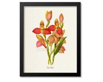 Disa Orchid Flower Art Print,  Orchid Botanical Art Print, Flower Wall Art, Flower Print,Floral Print,red pink orchid art print