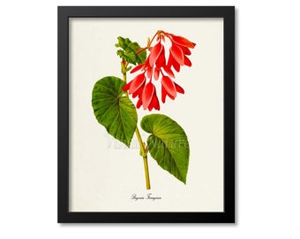 Begonia Ferruginea Flower Art Print, Botanical Art Print, Flower Wall Art, Flower Print, Floral Print, red