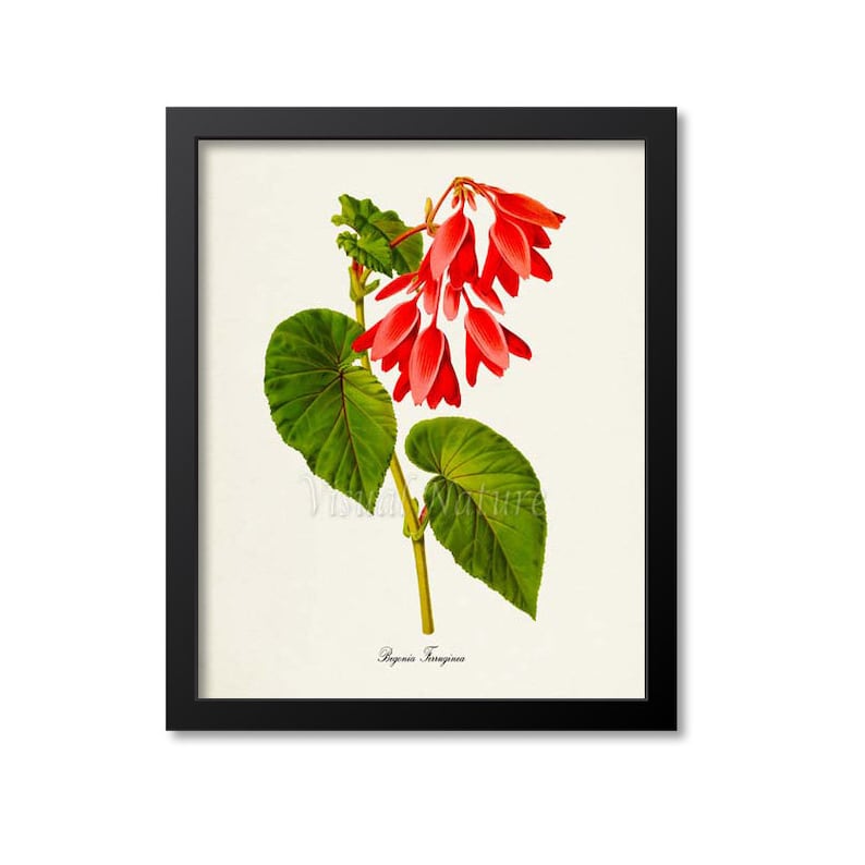 Begonia Ferruginea Flower Art Print, Botanical Art Print, Flower Wall Art, Flower Print, Floral Print, red image 1