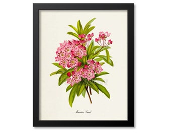 Mountain Laurel Flower Art Print, Botanical Art Print, Flower Wall Art, Floral Print, Home Decor, pink, Kalmia latifolia
