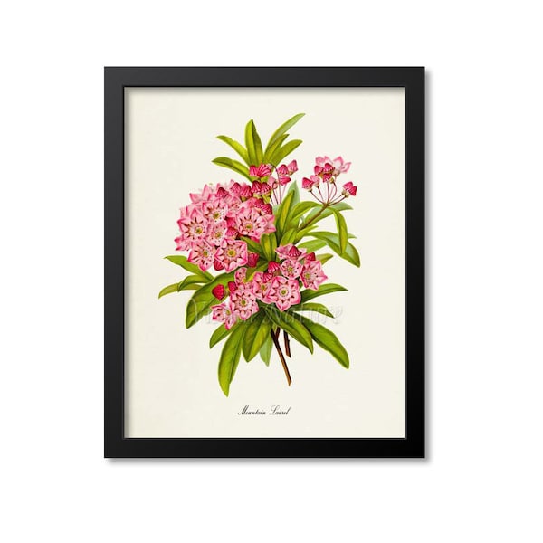Mountain Laurel Flower Art Print, Botanical Art Print, Flower Wall Art, Floral Print, Home Decor, pink, Kalmia latifolia