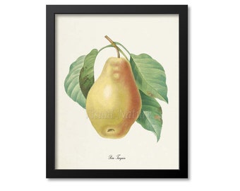 Pear Botanical Print Wall Art, Fruit Print, Kitchen Art, Garden, Redoute Art, Poire Tarquin