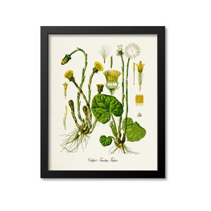 Coltsfoot Botanical Print, Coltsfoot Botanical Art Print, Coltsfoot Wall Art, Coltsfoot Decor, Tussilago Farfara