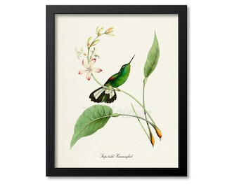 Stripe-tailed Hummingbird Print, Bird Art Print, Bird Art, Bird Poster, Flower Art, Floral Garden, Hummingbird Art, green
