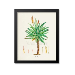 Aloe Botanical Print, Bitter Aloe Botanical Art Print, Aloe Wall Art, Aloe Decor, Aloe Ferox