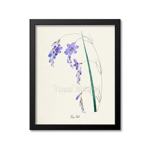 Fairy Bell Flower Art Print, Botanical Art Print, Flower Wall Art, blue purple