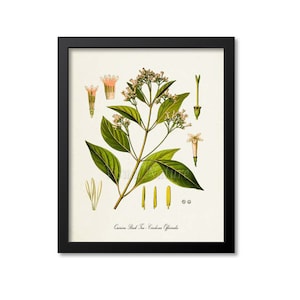 Quinine Bark Tree Botanical Print, Quinine Botanical Art Print, Quinine Wall Art, Quinine Decor, Doctor Art, Cinchona Officinalis, malaria