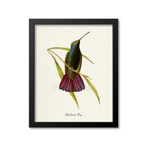 Black-throated Mango Hummingbird Print, Bird Art Print, Bird Art, Bird Poster, Flower Art, Floral Garden, Hummingbird Art, black, green