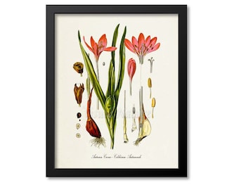 Autumn Crocus Botanical Print, Crocus Botanical Art Print, Crocus Wall Art, Crocus Decor, Kitchen Art Print, Colchicum Autumnale