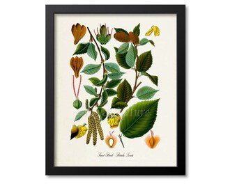 Sweet Birch Botanical Print, Sweet Birch Botanical Art Print, Sweet Birch Wall Art, Sweet Birch Decor, Kitchen Art Print, Betula Lenta