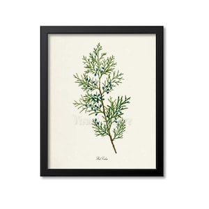Red Cedar Tree Art Print, Botanical Art Print, Red Cedar Tree Wall Art, Botanical Print, Home Decor, green art print
