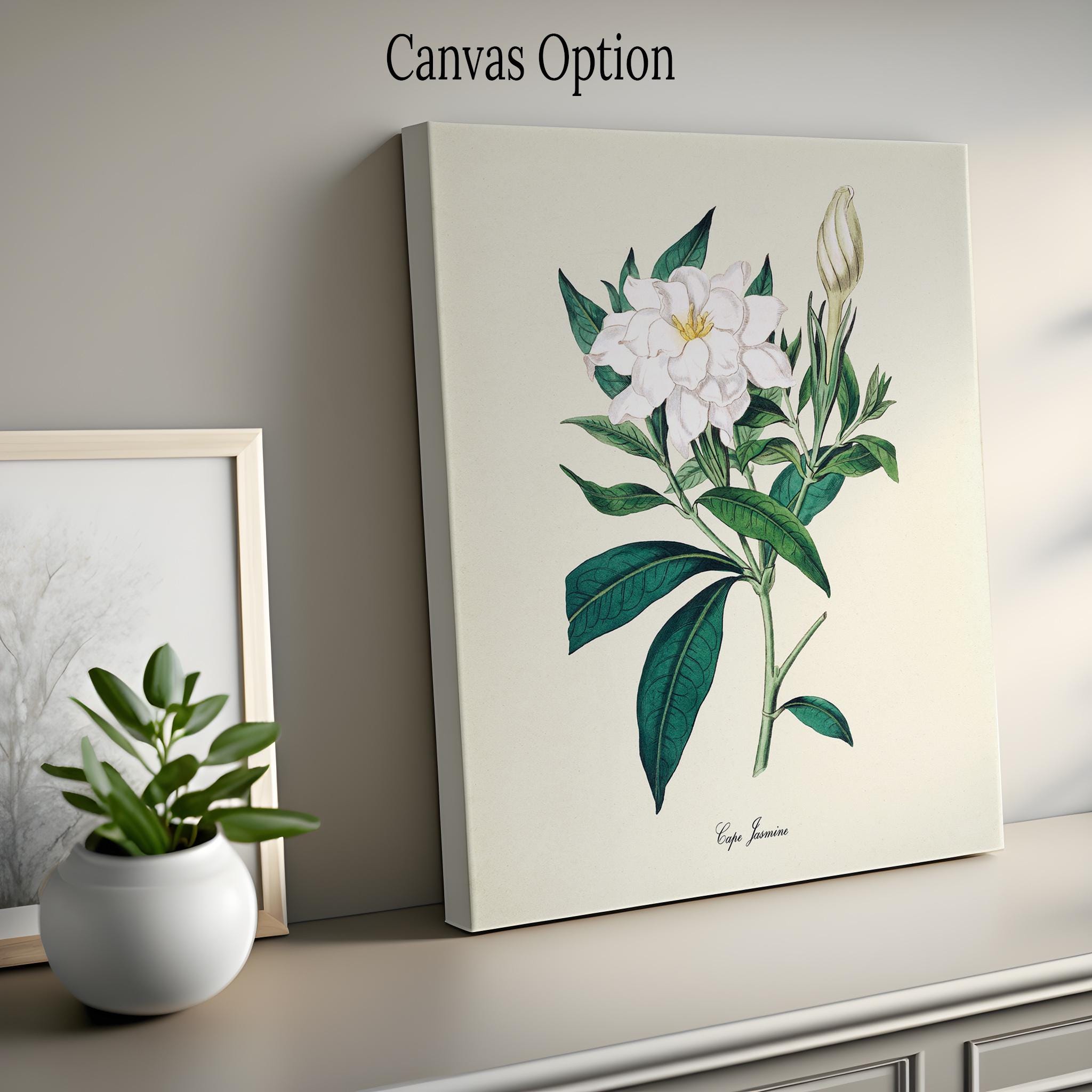Cape Jasmine Flower Art Print, Botanical Art Print, Flower Wall