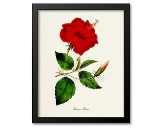 Hawaiian Hibiscus Flower Art Print, Botanical Art Print, Flower Wall Art, Flower Print, Floral Print, Red Flower Art Print, Home Decor