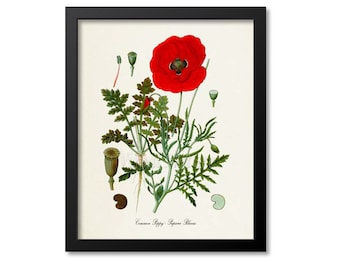 Common Poppy Botanical Print, Poppy Botanical Art Print, Poppy Wall Art, Poppy Decor, Kitchen Art Print, Papaver Rhoeas