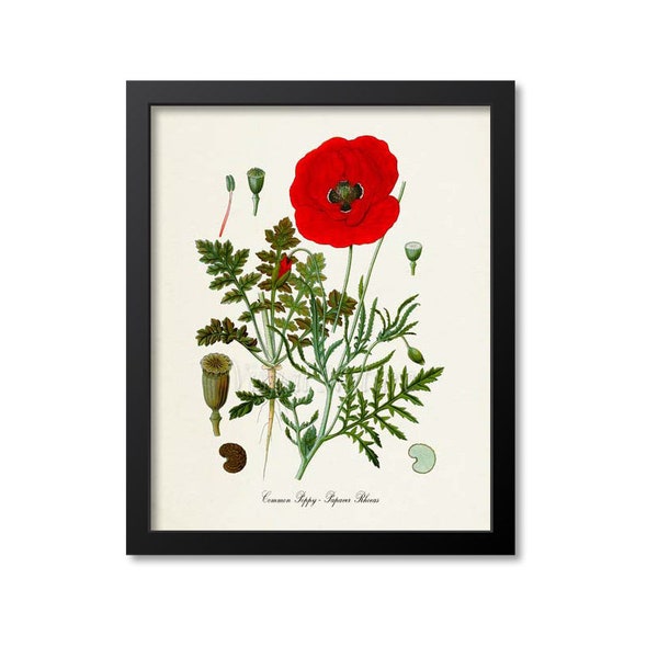 Common Poppy Botanical Print, Poppy Botanical Art Print, Poppy Wall Art, Poppy Decor, Kitchen Art Print, Papaver Rhoeas