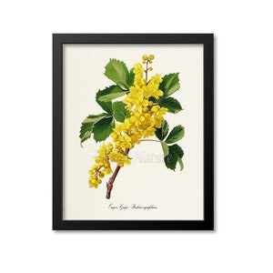 May include: A botanical illustration of a yellow flowering plant with green leaves. The plant is labeled "Oregon Grape - Berberis aquifolium".