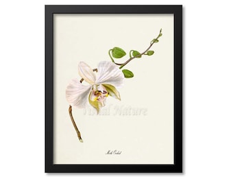 Moth Orchid Flower Art Print, Botanical Art Print, Flower Wall Art, Flower Print, Floral Print, white