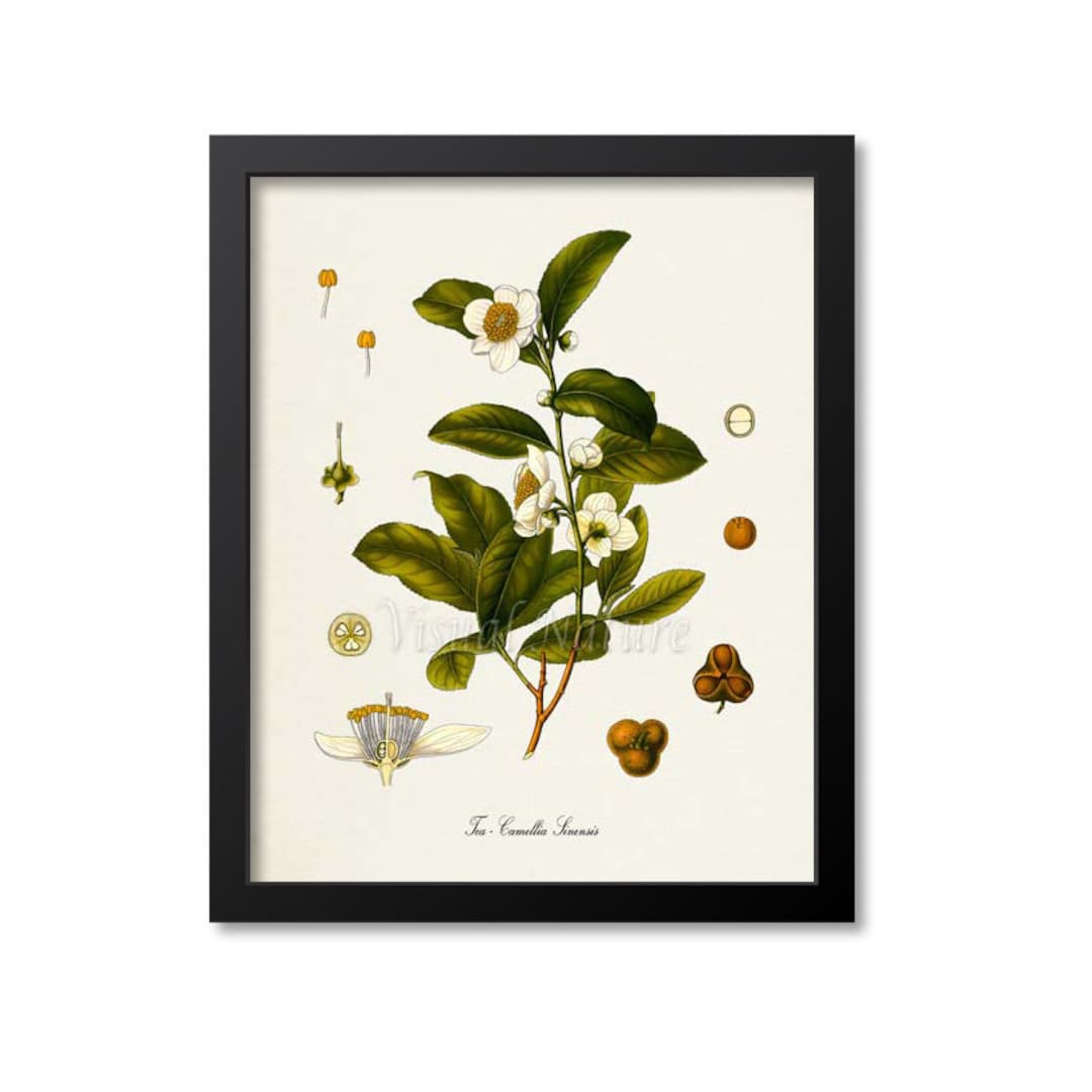 Tea Botanical Print, Tea Botanical Art Print, Tea Wall Art, Tea Decor
