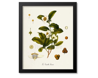 Tea Botanical Print, Tea Botanical Art Print, Tea Wall Art, Tea Decor, Kitchen Art Print, Camellia Sinensis