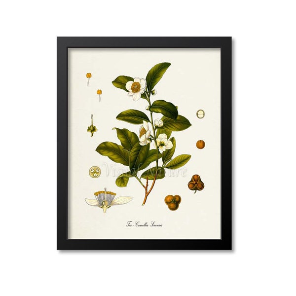 Tea Botanical Print, Tea Botanical Art Print, Tea Wall Art, Tea Decor, Kitchen Art Print, Camellia Sinensis