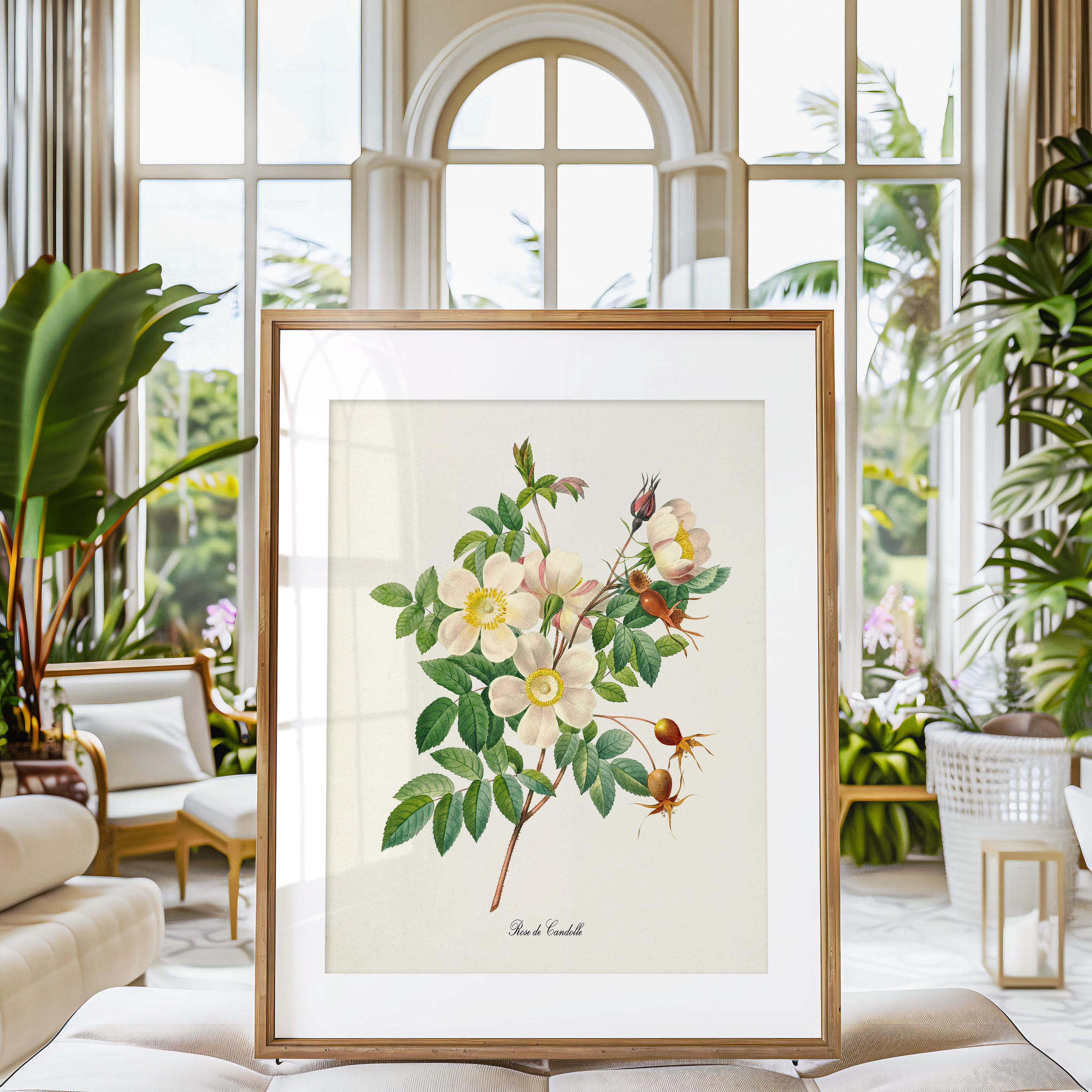 White Rose Flower Art Print, Rose Botanical Art Print, Flower Wall Art ...